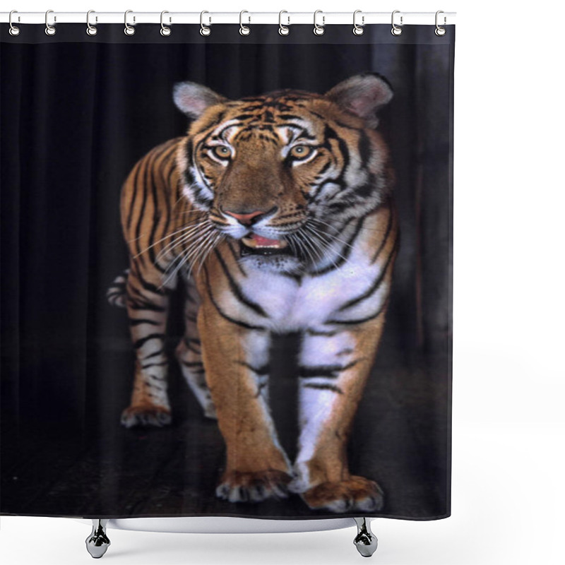 Personality  The Most Precious Tiger, The South China Tiger Panthera Tigris Amoyensis Shower Curtains