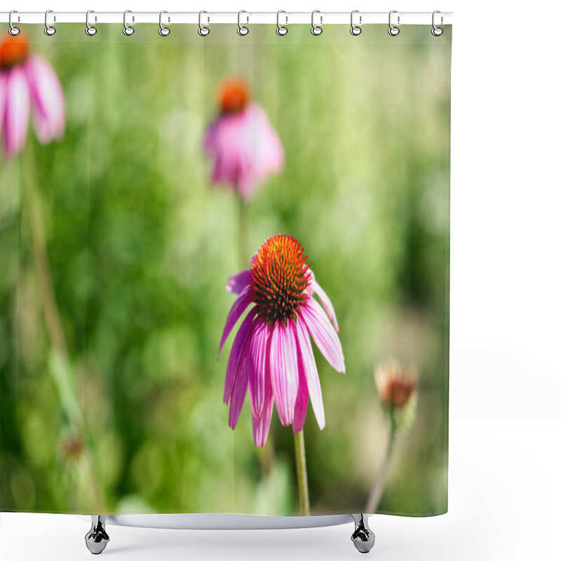 Personality  Beautiful Echinacea Purpurea Blooms In Nature Shower Curtains