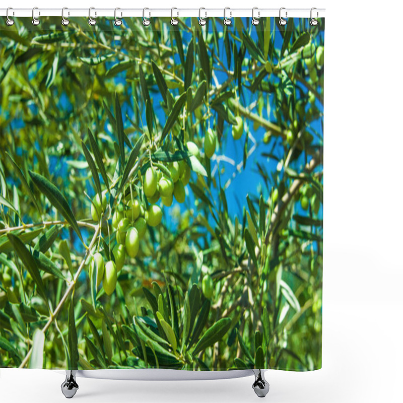 Personality  Olive Trees At Greece Country Side Shower Curtains