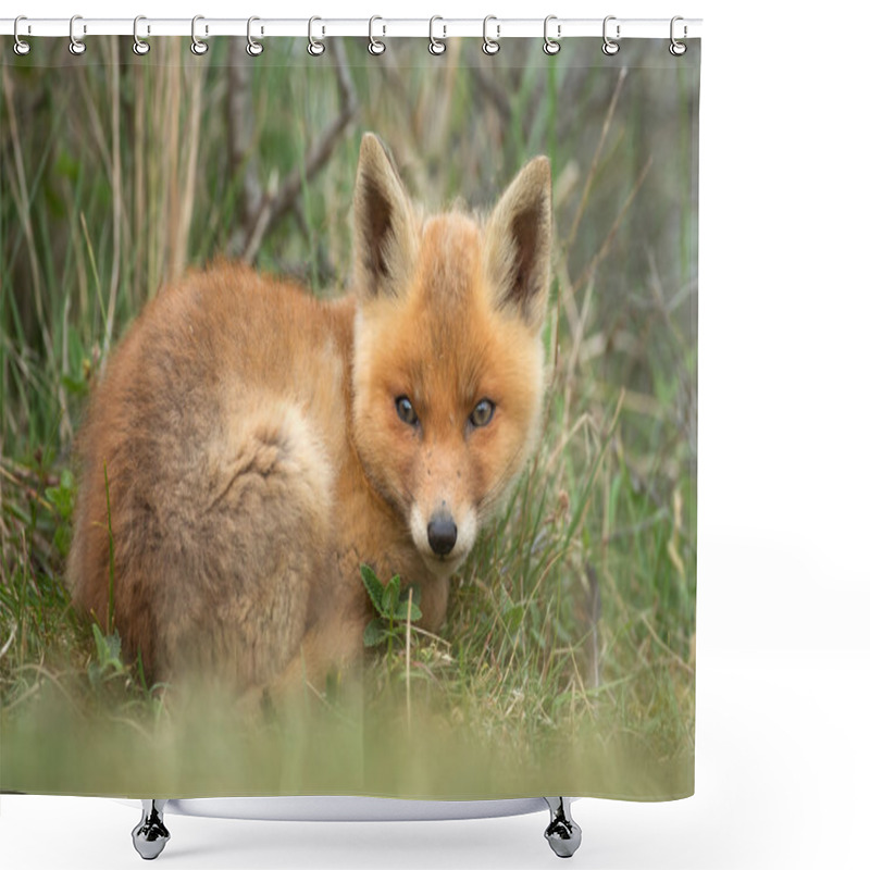 Personality  Young Red Fox Shower Curtains