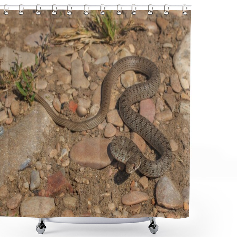 Personality  Snake (Dolichophis Caspius) Shower Curtains