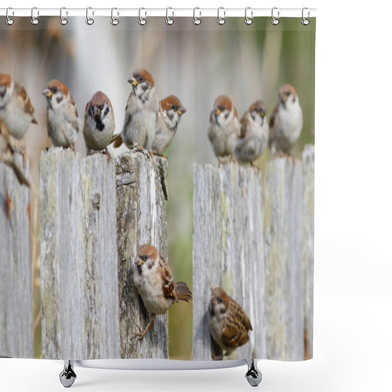 Personality  Group Of Tree Sparrows (Passer Montanus) Sitting On The Fence. Shower Curtains