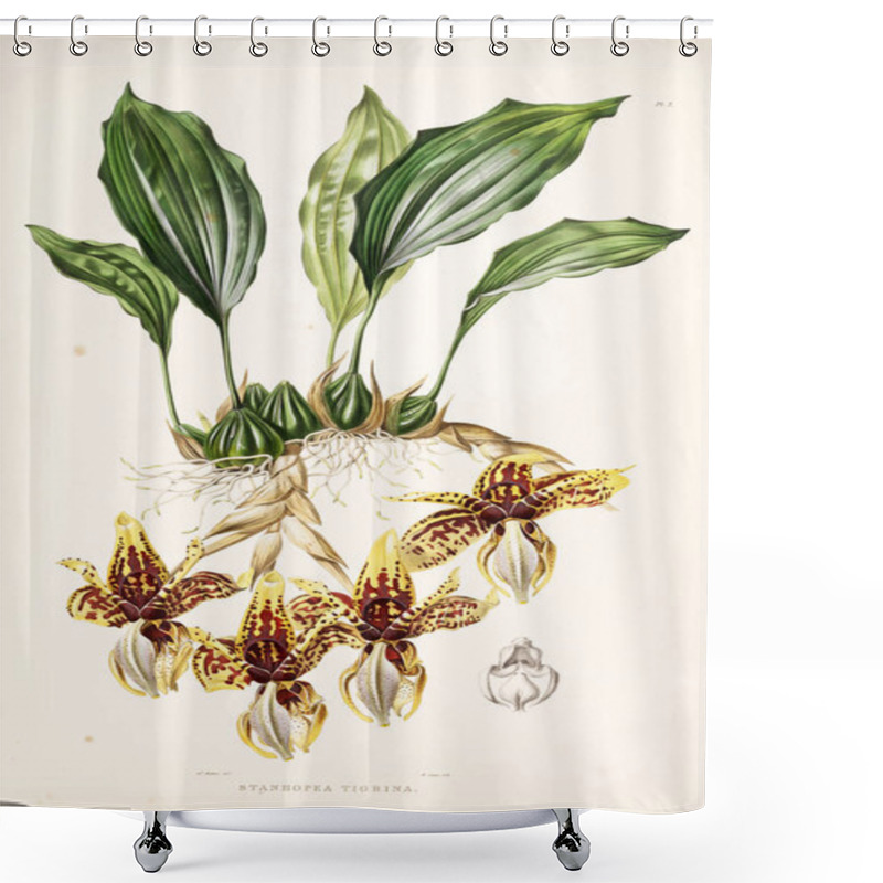 Personality  Illustration Of Flower. Old Image Shower Curtains