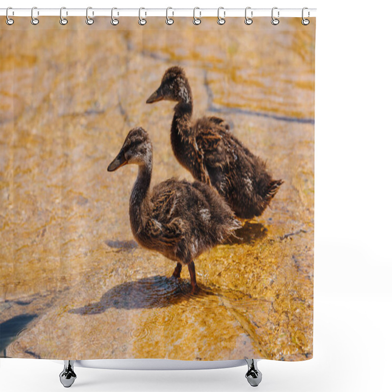 Personality  Selective Focus Of Two Ducklings Walking On Shallow Water  Shower Curtains