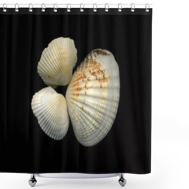 Personality  Sea Shells On Black Background Shower Curtains