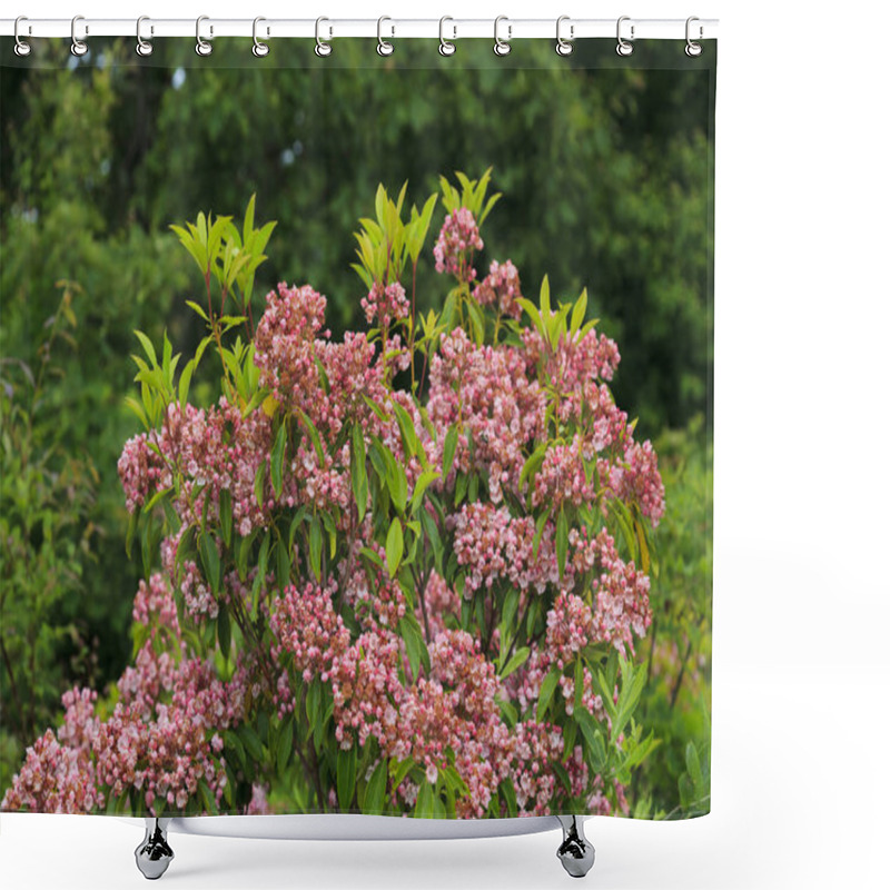 Personality  Mountain Laurel Shrub In Bloom Shower Curtains