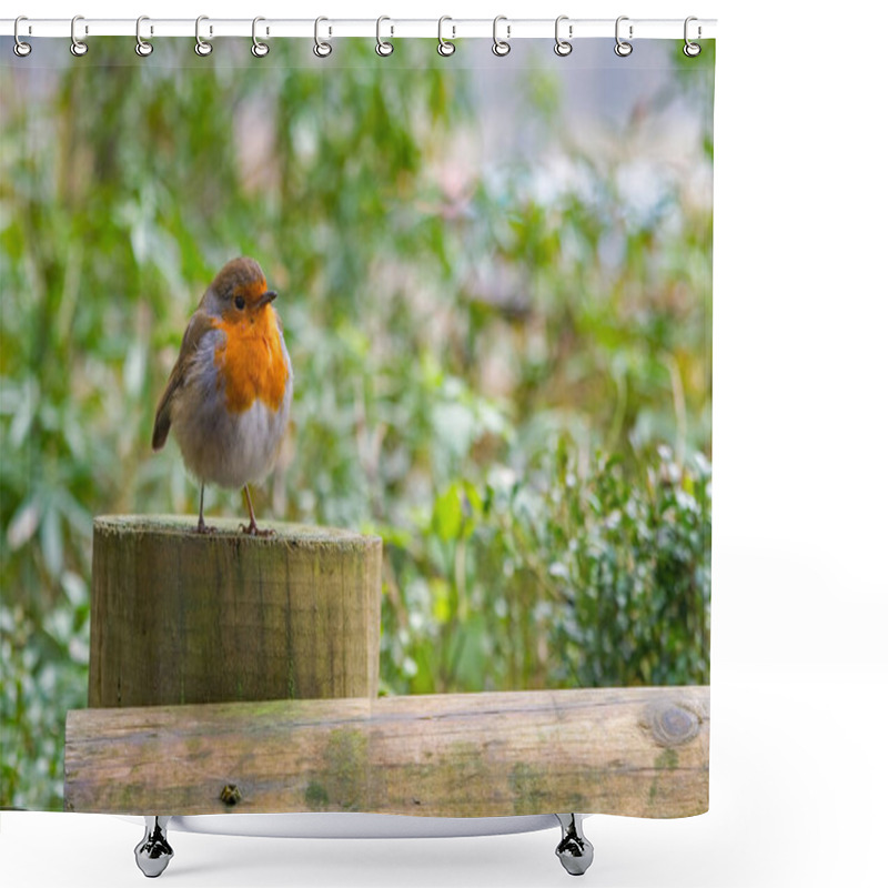 Personality  A Robin Perched On A Post. He Looks Out Across The Softly Focused Green Background. Erithacus Rubecula. Copy Space Editorial Picture. Shower Curtains