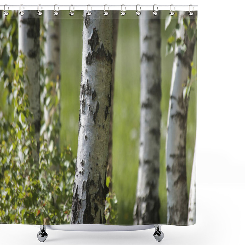 Personality  Spring Birch Trees With Green Meadow On Background Shower Curtains