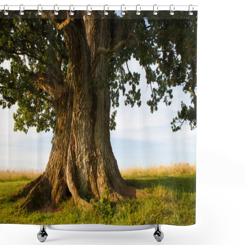 Personality  Stem Of Grand Oak In Urvaste, Estonia Shower Curtains