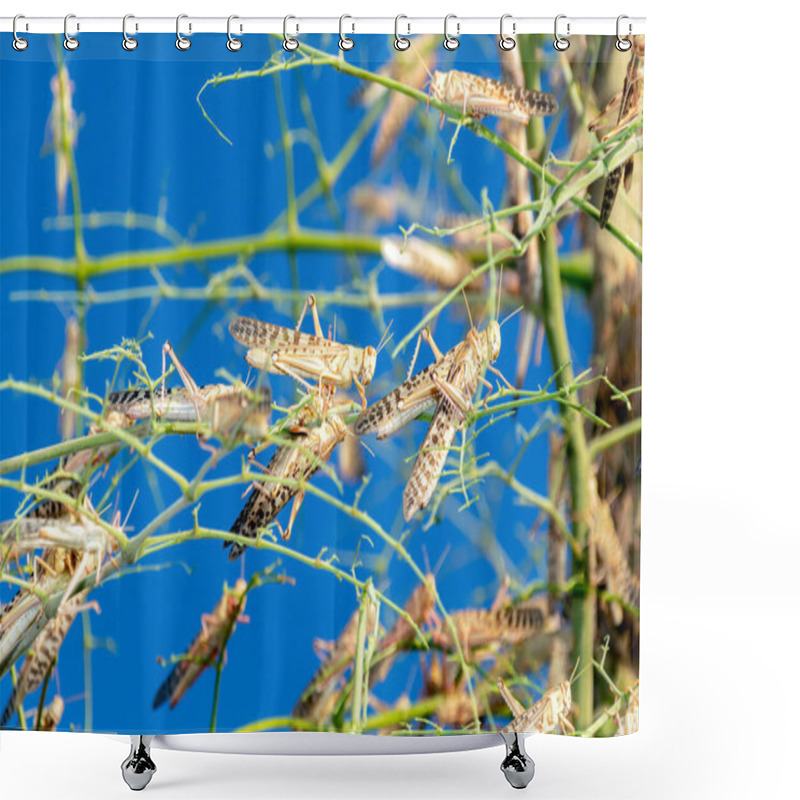 Personality  A Swarm Of Locusts Eating A Tree In Al Ain United Arab Emirates Shower Curtains