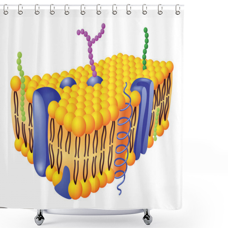 Personality  Cell Membrane Anatomical Structure With Glycoprotein, Integral Protein, Glycolipid And Cholesterol. Vector Illustration. Shower Curtains