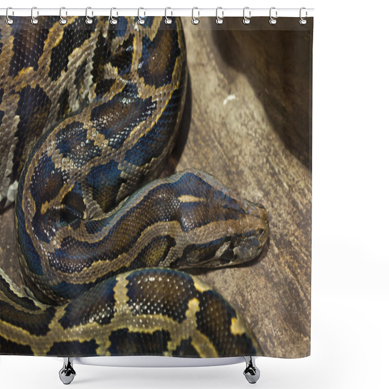 Personality  Burmese Python (Python Bivittatus). Shower Curtains