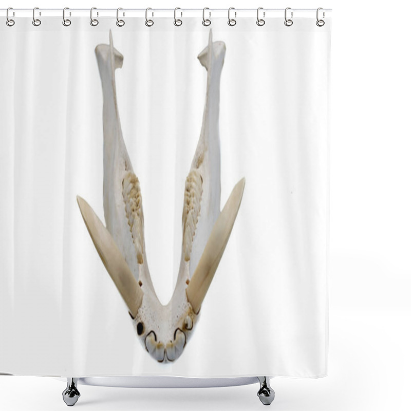 Personality  Wild Boar, Sus Scrofa, Mammal Skull, Jaw And Fangs Shower Curtains