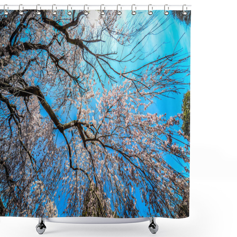 Personality  Wide Angle View Of A Weeping Cherry Blossom Tree, Looking Up At The Sky. Taken At The National Arboretum In Washington DC Shower Curtains