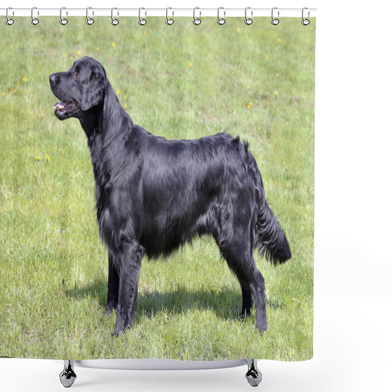 Personality  Typical  Flat Coated Retriever In The Garden Shower Curtains