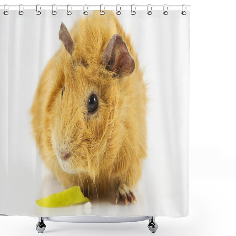 Personality  Guinea Pig With Apple Shower Curtains