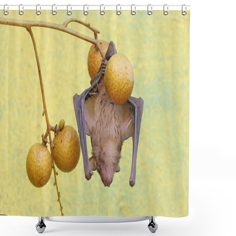 Personality  A Short-nosed Fruit Bat Eating Longan Fruit. This Flying Mammal Has The Scientific Name Cynopterus Minutus. Shower Curtains