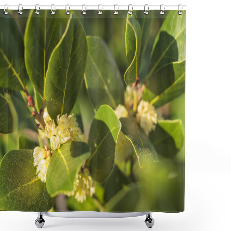 Personality  Bush With Leaves And Flowers Of The Noble Laurel (Laurus) In The Spring At Sunset Shower Curtains