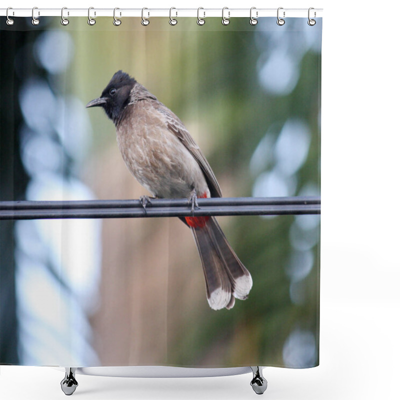 Personality  Red-vented Bulbul (Pycnonotus Cafer) Perched On A Wire. Shower Curtains