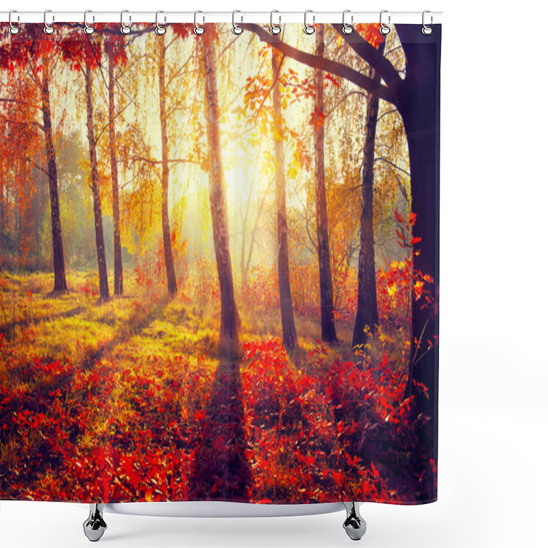 Personality  Autumnal Trees In Sun Rays Shower Curtains