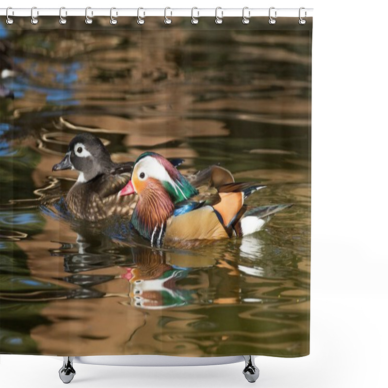 Personality  Female Wood Duck And A Male Mandarin Duck Gliding On The Water Shower Curtains