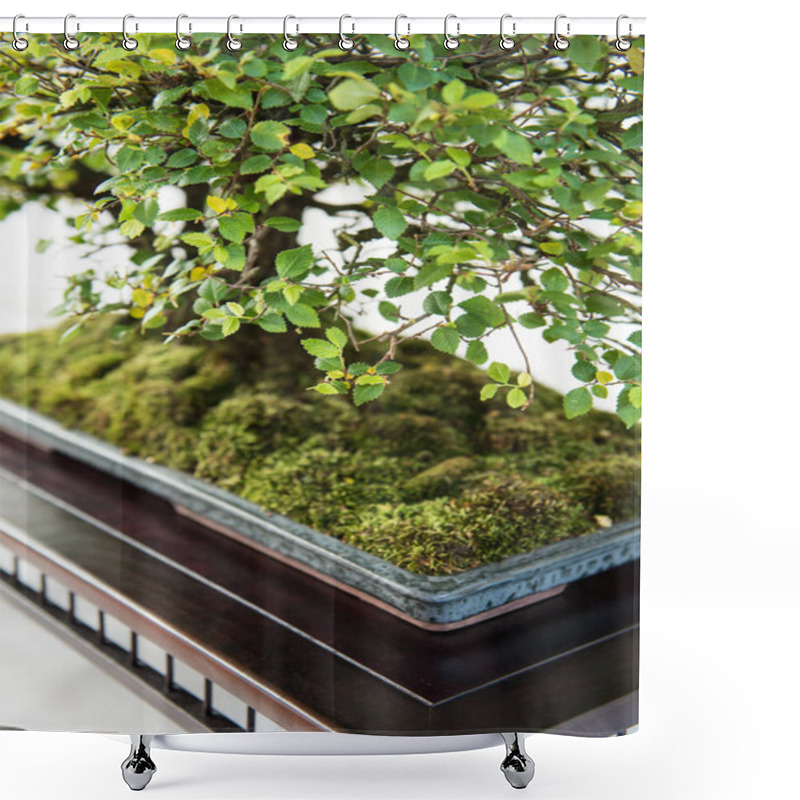 Personality  Elm With Green Foliage As A Bonsai Tree In Portrait Format Shower Curtains