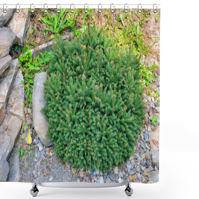 Personality  Dwarf Coniferous Shrub Of Spruce Or Picea Abies Nidiformis With Cushion-shaped Crown, Close Up. Slow Growing Conifer - Perennial Ornamental Plant For Landscape Design Of Park Or Garden Shower Curtains