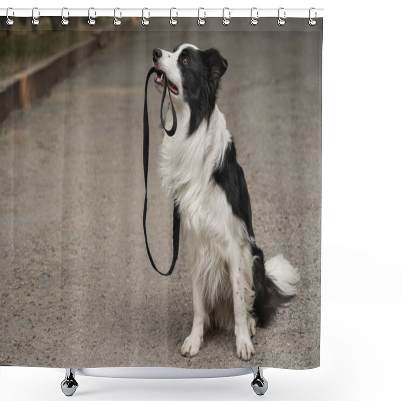 Personality  Border Collie Holding Leash In Mouth Outdoors Shower Curtains