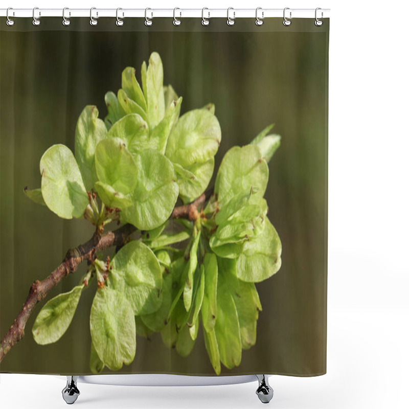 Personality  A Branch Of The Fruits Of An English Elm Tree, Ulmus Procera, Growing In Woodland In The UK. Shower Curtains