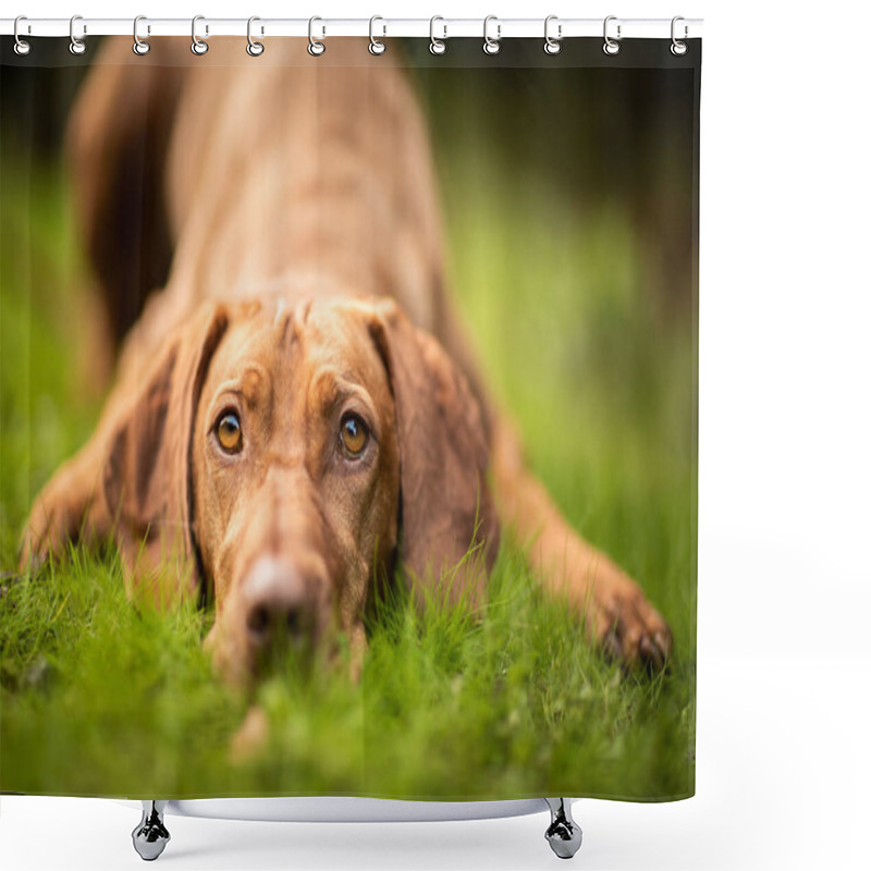 Personality  A Closeup Shot Of Cute Vizsla Lying On The Grass Shower Curtains