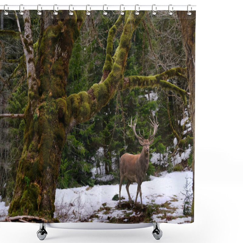 Personality  Elk Male With Horns In Winter Rainforest Near  Elwha River. Port Angeles. Olympic National Park.  Olympic Peninsula.  Washington. United States Of America Shower Curtains