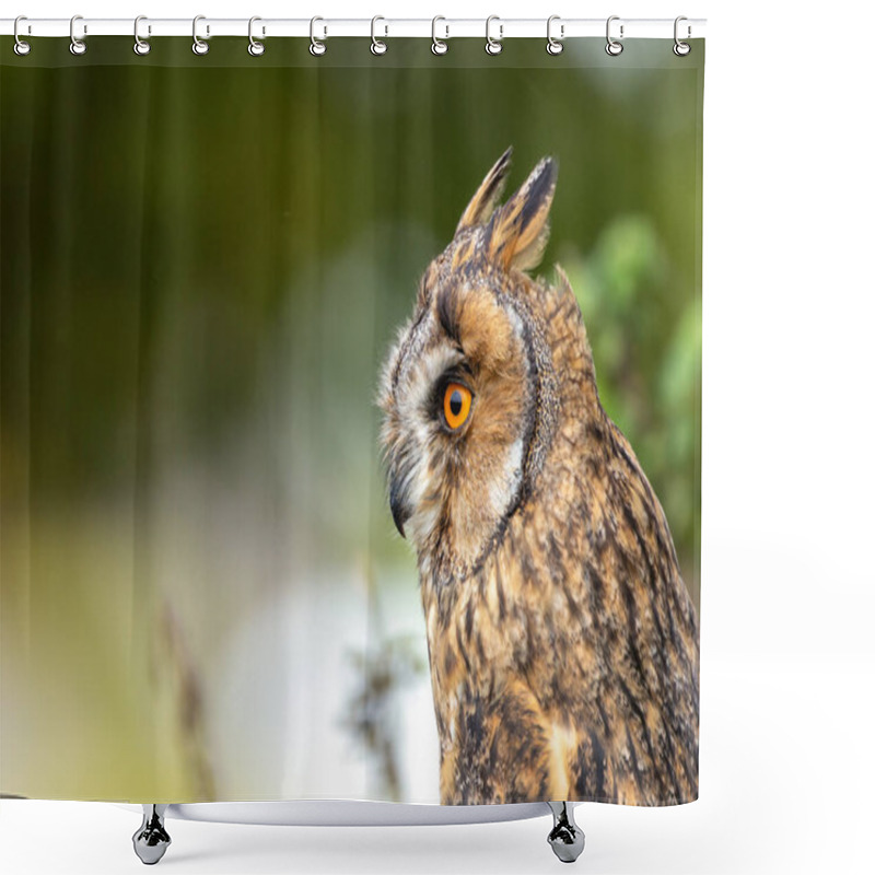 Personality  The Long-eared Owl, Asio Otus, Preys On Small Mammals And Birds. Shower Curtains