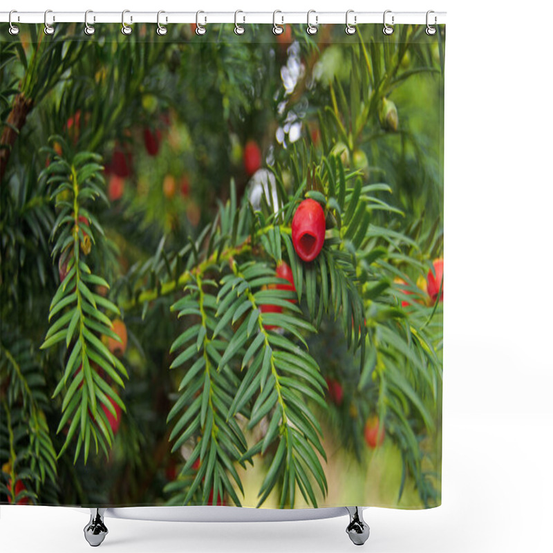 Personality  View Of The Berries On A Evergreen Yew Tree, Latin Name Taxus Baccata, In A Shady Spot In Early Autumn, England Shower Curtains