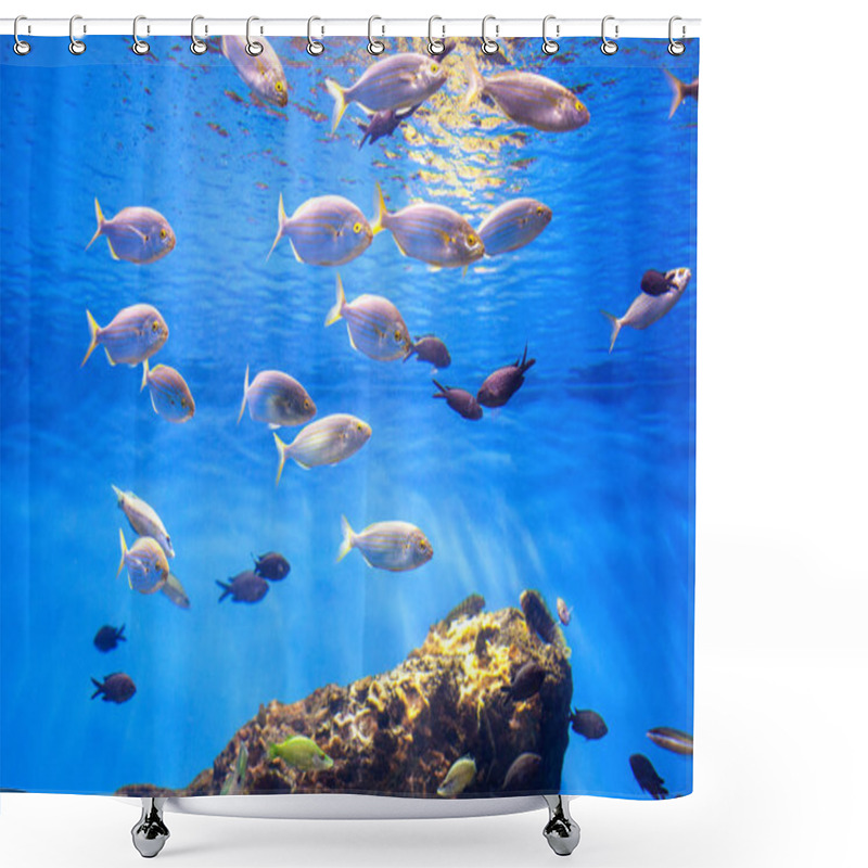 Personality  School Of Tuna Fish Shower Curtains