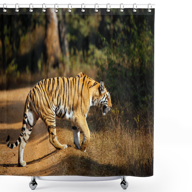 Personality  Bengal Tiger (Panthera Tigris Tigris) Walking. Pench National Park, India Shower Curtains