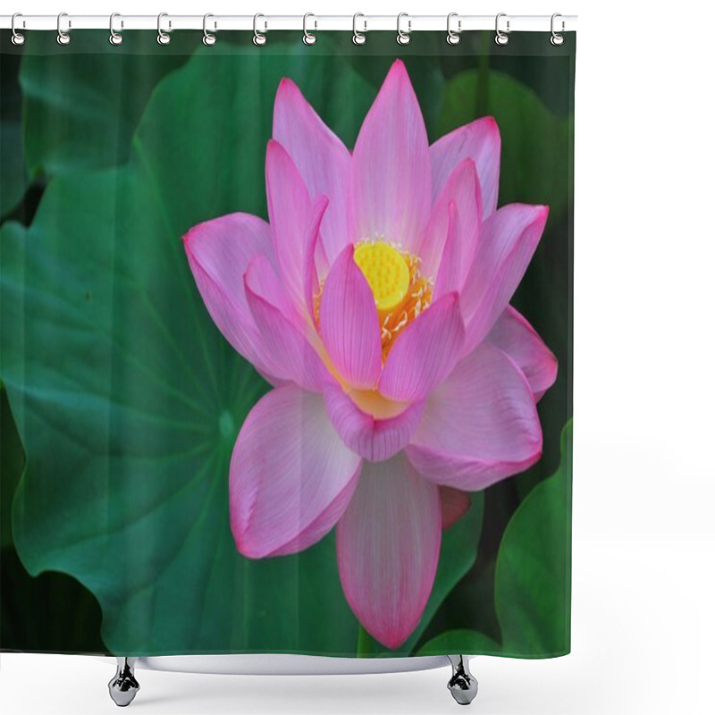 Personality  Lotus Flower In Full Bloom Shower Curtains