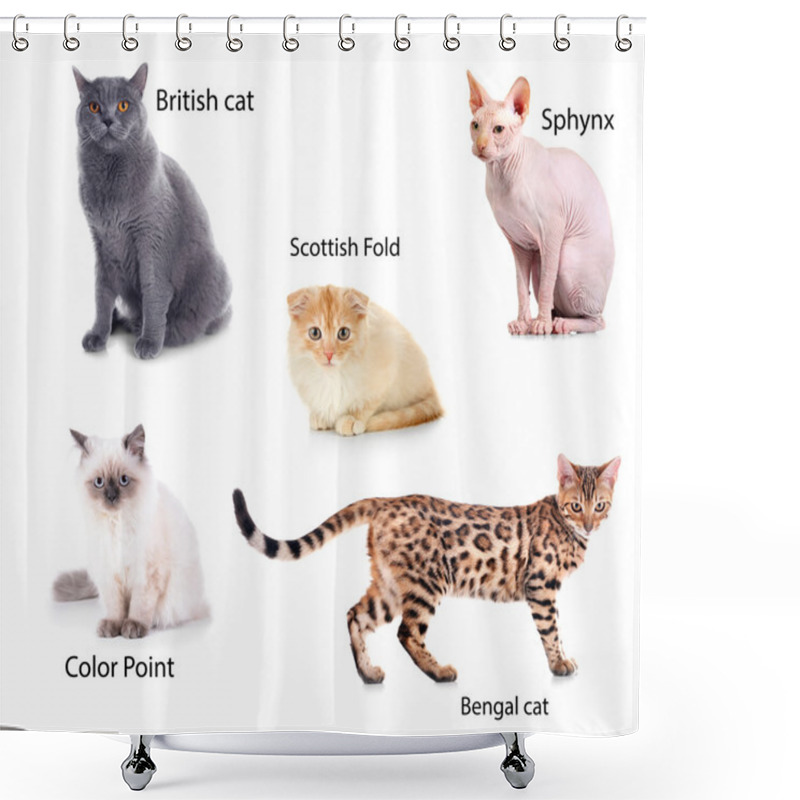 Personality  Beautiful Cats With Names Of Breeds Shower Curtains