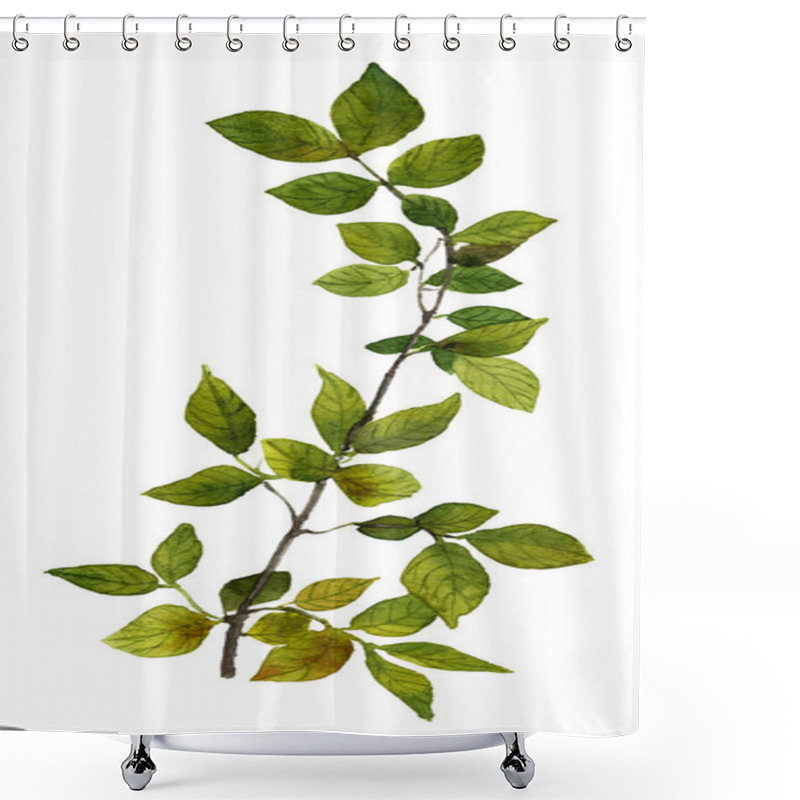 Personality  Picture Of A Tree Branch With Green Leaves Hand Painted In Watercolor On The White Background  Shower Curtains