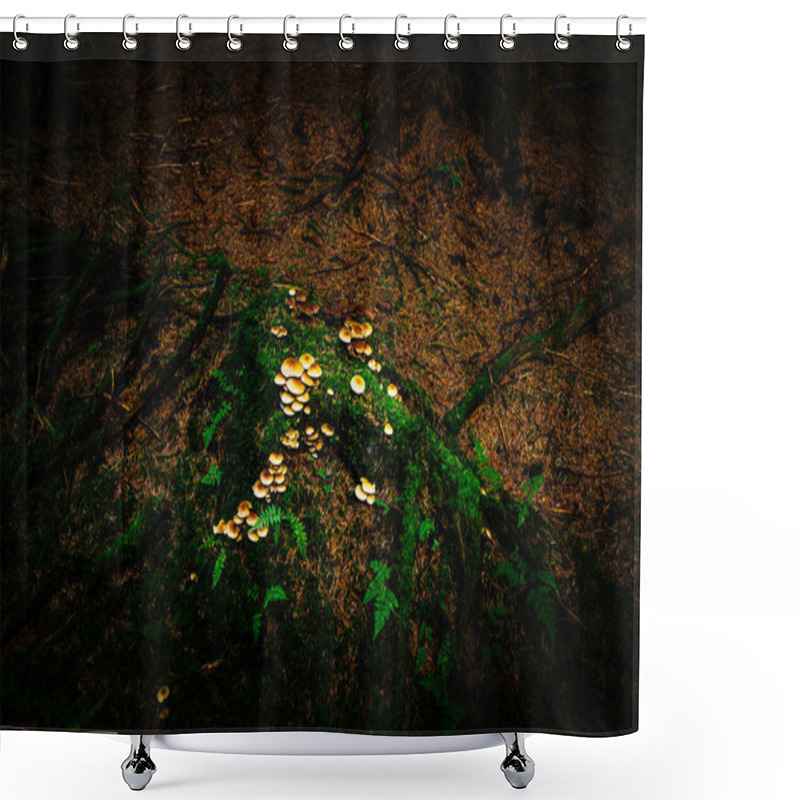 Personality  Sunlight Falls On A Patch Of Common Stump Brittlestem - Psathyrella Piluliformis Mushrooms, In A Dark And Moody Forest Floor In The Carron Valley Reservoir In Stirlingshire, Scotland Shower Curtains