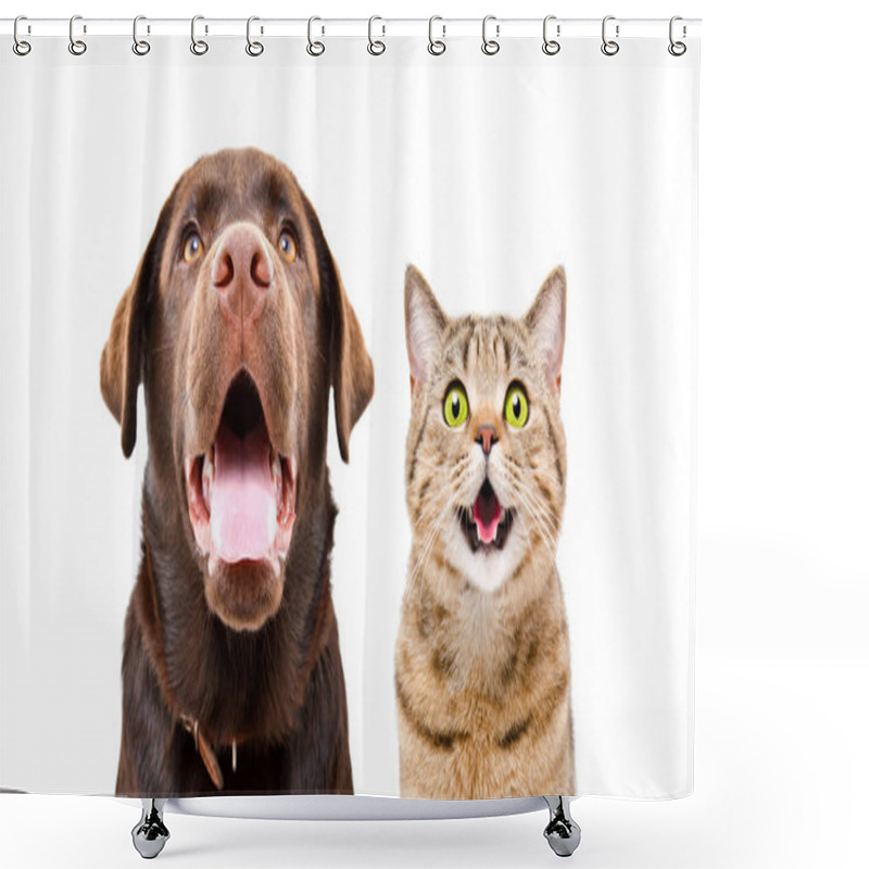 Personality  Portrait Of A Young Labrador And Funny Cat Scottish Straight, Closeup, Isolated On A White Background Shower Curtains