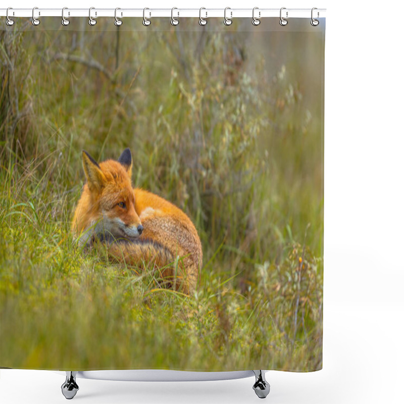 Personality  Resting European Red Fox Shower Curtains