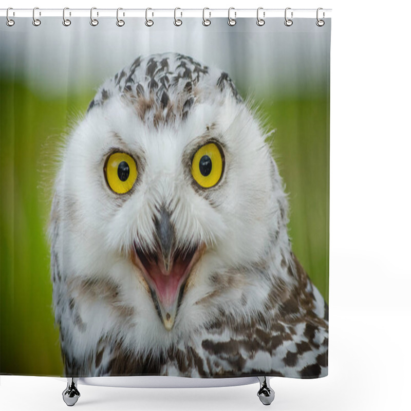 Personality  Portrait Of A Snowy Owl (Bubo Scandiacus) Shower Curtains