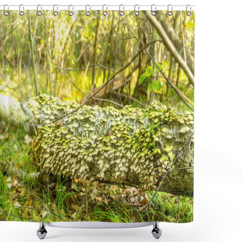 Personality   A Close-up Of White And Green Mushrooms In Clusters On A Tree Trunk In A Forest, Showcasing The Beauty Of Nature's Fungi World Shower Curtains