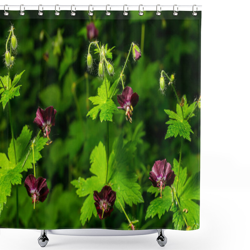 Personality  Purple And Red Flowers Of Geranium Phaeum Samobor In Spring Garden. Shower Curtains