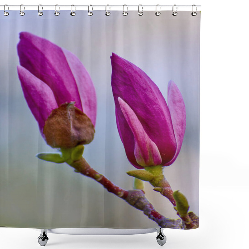 Personality  Magnolia Flowers Blooming In Spring 02 Shower Curtains