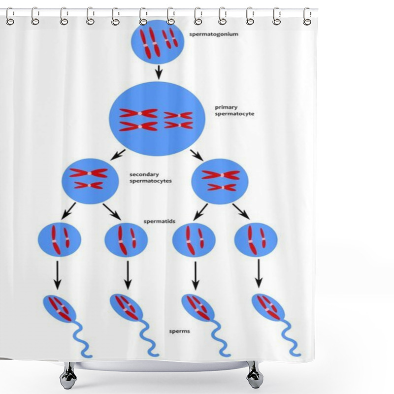 Personality  Scheme Of Spermatogenesis Shower Curtains