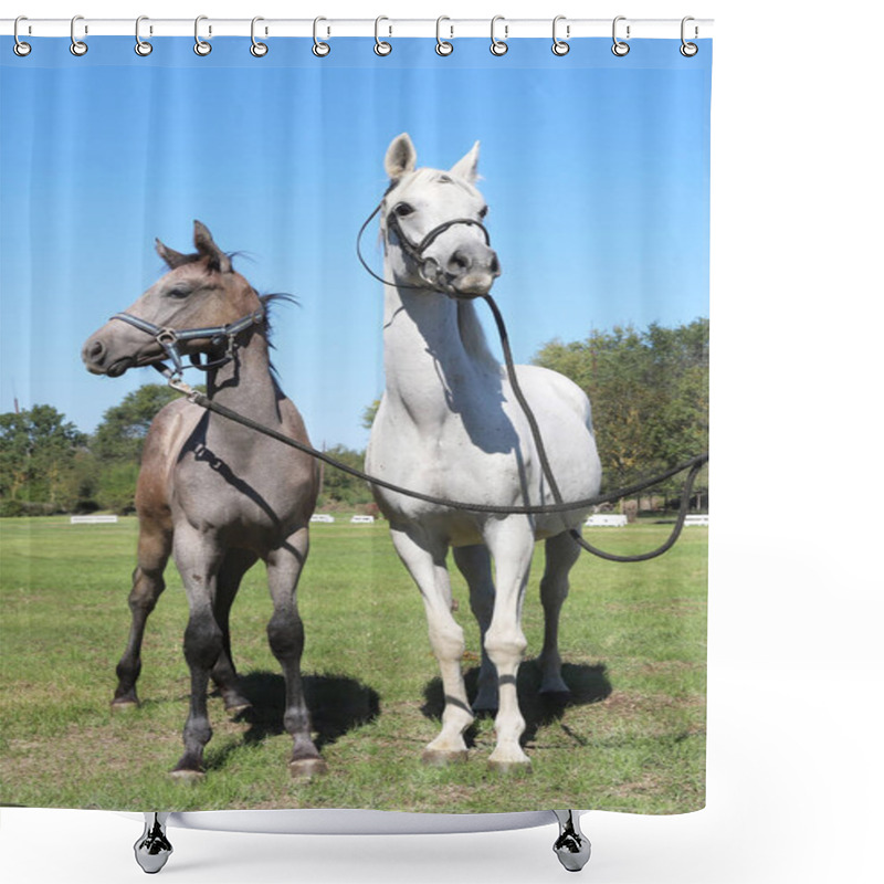 Personality  Young Mare And His Foal Show Off Their Skills On A Beautiful Summer Day, Equestrian Atmosphere Shower Curtains