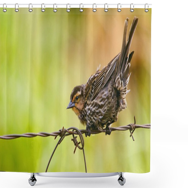 Personality  Bird Perched On Barbed Wire Fence Shower Curtains