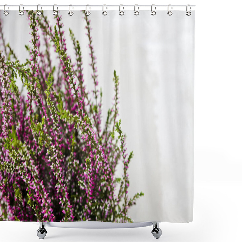 Personality  Common Heather. Purple Heather Flowers On Grey Background. Calluna Vulgaris. Shower Curtains