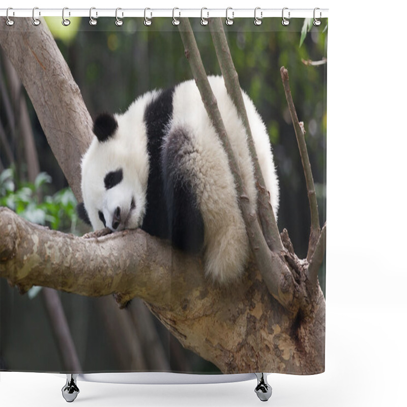 Personality  Sleeping Giant Panda Baby Shower Curtains